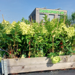 Hortenzia metlinatá (Hydrangea paniculata) ´MAGICAL CANDLE´ ® - výška 20-30 cm, kont. C3L
